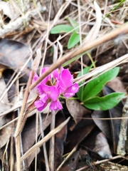 Galactia stereophylla