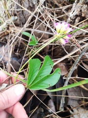 Galactia stereophylla