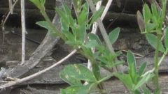 Pholidobolus montium