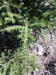 Abies vejarii
