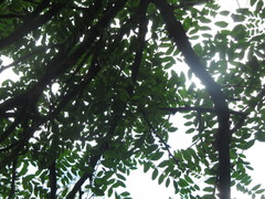 Gleditsia amorphoides