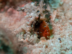 Antennarius pauciradiatus