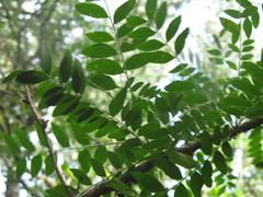 Gleditsia amorphoides