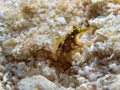 Antennarius pauciradiatus