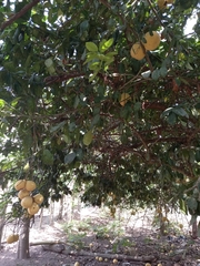 Citrus × pyriformis