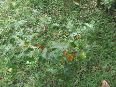 Solanum atropurpureum
