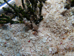 Antennarius pauciradiatus