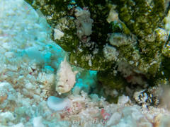 Antennarius pauciradiatus