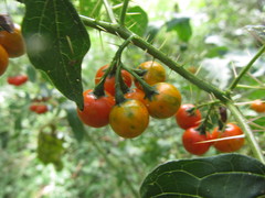 Solanum atropurpureum