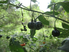 Solanum atropurpureum