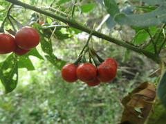 Solanum atropurpureum
