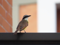 Pitangus sulphuratus