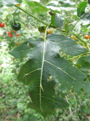 Solanum atropurpureum