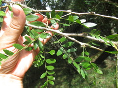 Gleditsia amorphoides