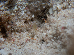 Stenopus scutellatus