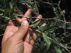 Acanthosyris spinescens