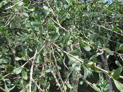 Acanthosyris spinescens