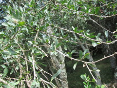 Acanthosyris spinescens