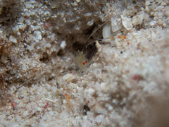 Stenopus scutellatus
