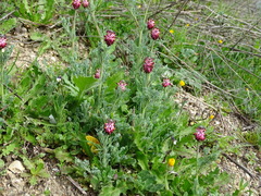 Platycapnos spicata