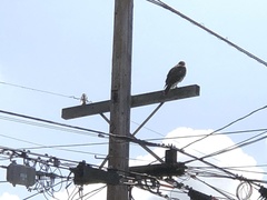 Buteo jamaicensis