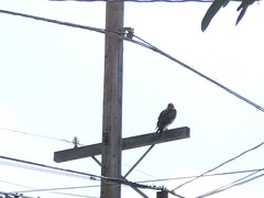 Buteo jamaicensis