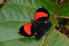 Siderone syntyche mars