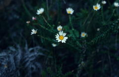 Polyarrhena reflexa reflexa