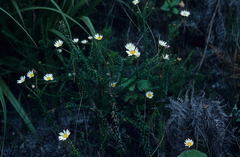 Polyarrhena reflexa reflexa