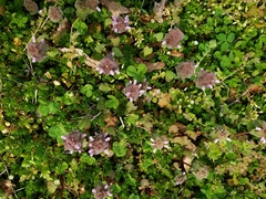 Lamium purpureum