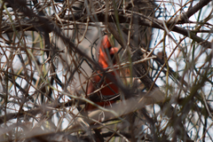 Cardinalis cardinalis