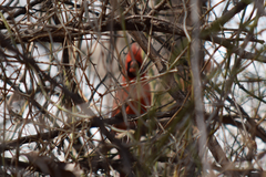 Cardinalis cardinalis