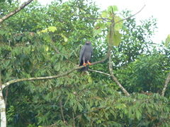 Helicolestes hamatus