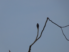 Helicolestes hamatus