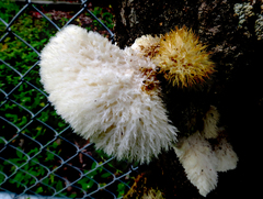 Leucophellinus hobsonii