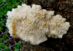 Leucophellinus hobsonii