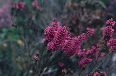 Erica abietina