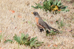 Turdus migratorius