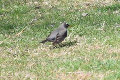 Turdus migratorius