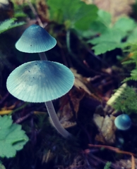 Mycena amicta