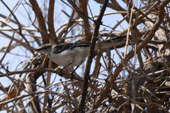 Mimus polyglottos