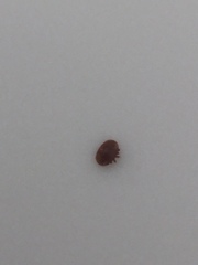 Varroa