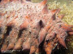 Holothuria arguinensis