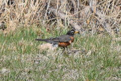 Turdus migratorius