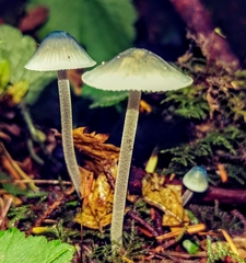 Mycena amicta