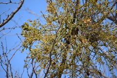Phoradendron leucarpum