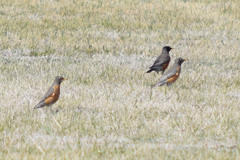Turdus migratorius