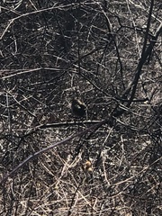 Passerella iliaca