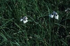 Moraea aristata