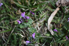 Lamium amplexicaule